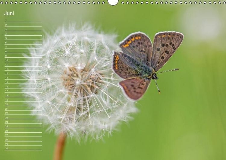 Produktbild: Nah ... N&auml;her ... MAKRO (Wandkalender immerw&auml;hrend DIN A3 quer)