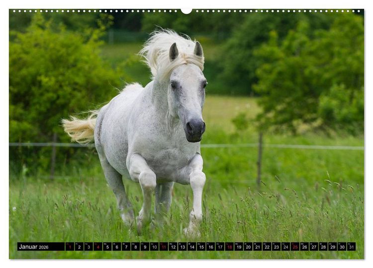 Produktbild: Traumpferd Lipizzaner (hochwertiger Premium Wandkalender 2026 DIN A2 quer), Kunstdruck in Hochglanz