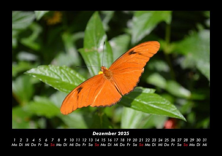 Produktbild: Bunte Pracht der Schmetterlinge 2025 Fotokalender DIN A3