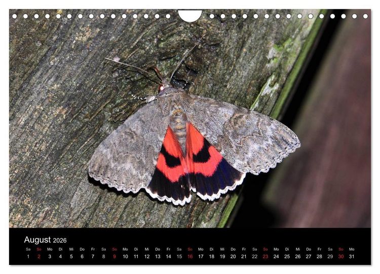 Produktbild: Nachtfalter - Unbekannte Sch&ouml;nheiten (Wandkalender 2026 DIN A4 quer), CALVENDO Monatskalender