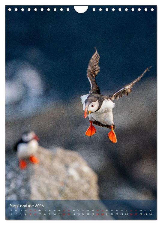 Produktbild: Naturerlebnis Puffin (Wandkalender 2026 DIN A4 hoch), CALVENDO Monatskalender