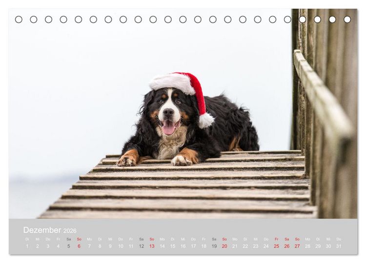 Produktbild: Liebling BERNER SENNENHUND (Tischkalender 2026 DIN A5 quer), CALVENDO Monatskalender