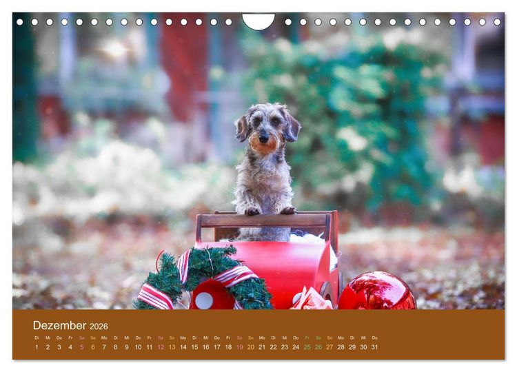 Produktbild: Der Dackel (Wandkalender 2026 DIN A4 quer), CALVENDO Monatskalender