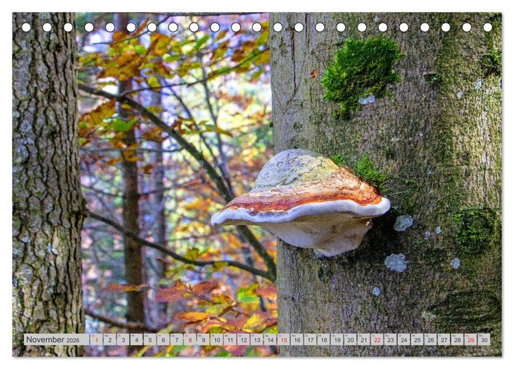 Produktbild: Pilze & Schwammerln (Tischkalender 2026 DIN A5 quer), CALVENDO Monatskalender