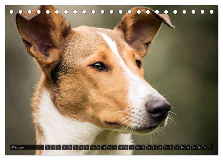 Produktbild: Smooth Collies (Tischkalender 2026 DIN A5 quer), CALVENDO Monatskalender