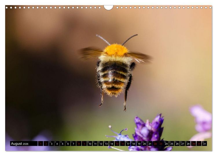 Produktbild: Hummeln - Flugaufnahmen eines faszinierenden Insekts (Wandkalender 2026 DIN A3 quer), CALVENDO Monatskalender