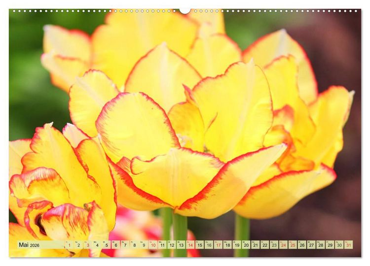 Produktbild: Tulpen. Zauberhafte Bl&uuml;tenpracht (Wandkalender 2026 DIN A2 quer), CALVENDO Monatskalender