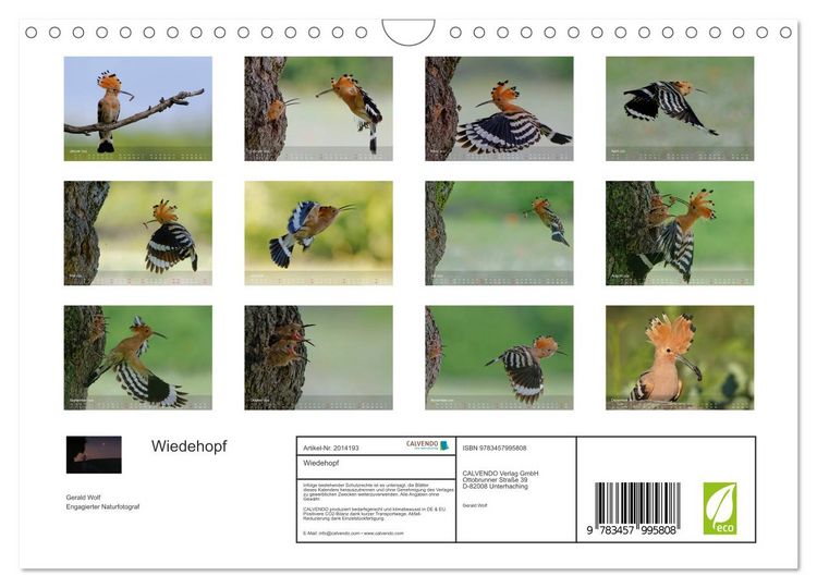 Produktbild: Wiedehopf (Wandkalender 2026 DIN A4 quer), CALVENDO Monatskalender