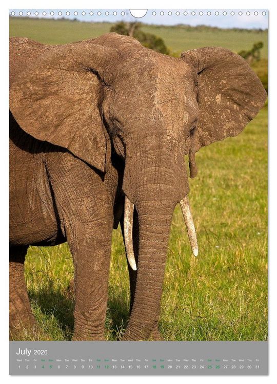Produktbild: Wildlife of the Masai Mara (Wall Calendar 2026 DIN A3 portrait), CALVENDO 12 Month Wall Calendar