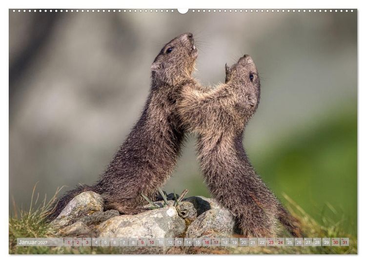Produktbild: Tiere der Alpen - Murmeltier-Kinder (hochwertiger Premium Wandkalender 2027 DIN A2 quer), Kunstdruck in Hochglanz