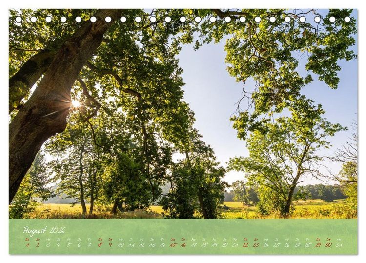 Produktbild: Waldwelten (Tischkalender 2026 DIN A5 quer), CALVENDO Monatskalender