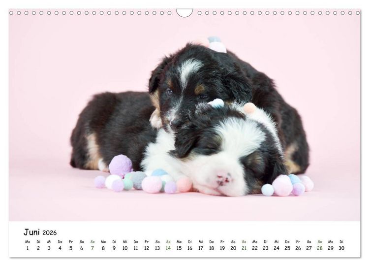 Produktbild: Baby Pfoten (Wandkalender 2026 DIN A3 quer), CALVENDO Monatskalender