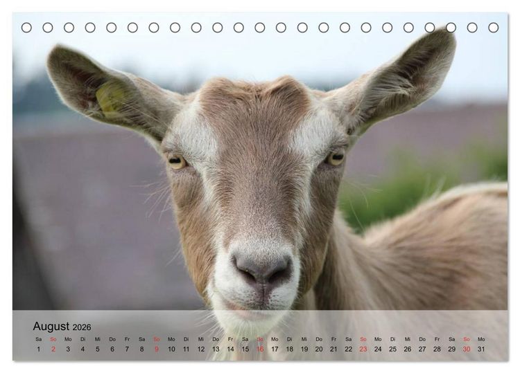 Produktbild: Ziegen. Kluge Freigeister (Tischkalender 2026 DIN A5 quer), CALVENDO Monatskalender