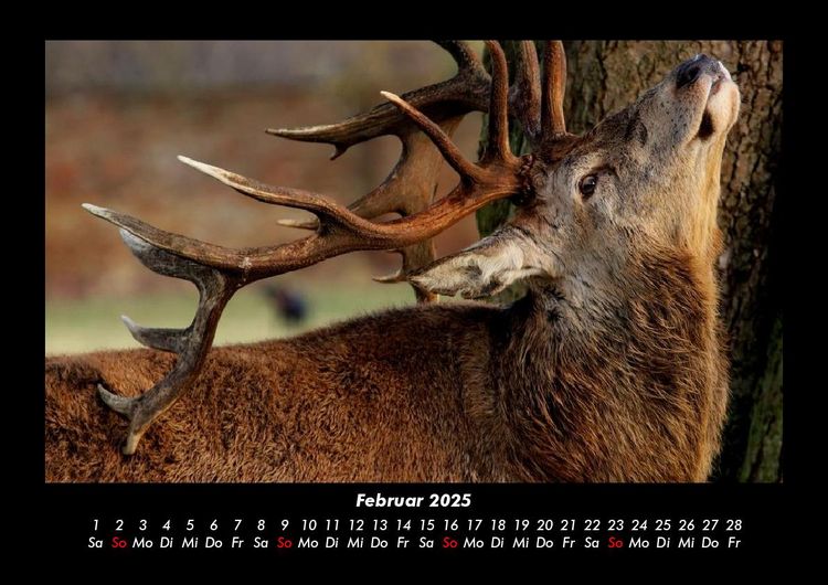 Produktbild: Tiere in der Wildnis 2025 Fotokalender DIN A3