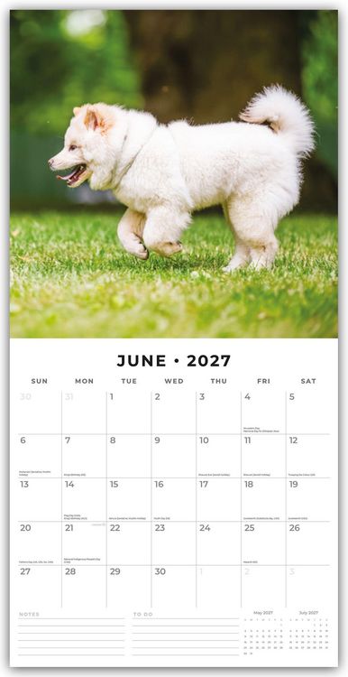 Produktbild: Samoyeds &ndash; Samojede &ndash; Samojedenspitz 2027 &ndash; 16-Monatskalender
