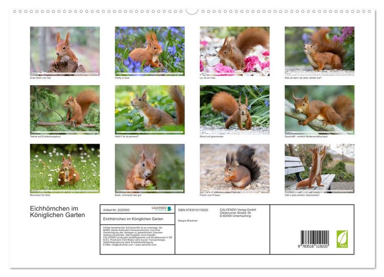 Produktbild: Eichh&ouml;rnchen im K&ouml;niglichen Garten (hochwertiger Premium Wandkalender 2026 DIN A2 quer), Kunstdruck in Hochglanz