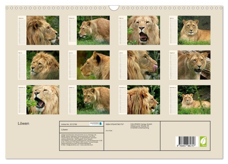 Produktbild: L&ouml;wen (Wandkalender 2026 DIN A3 quer), CALVENDO Monatskalender