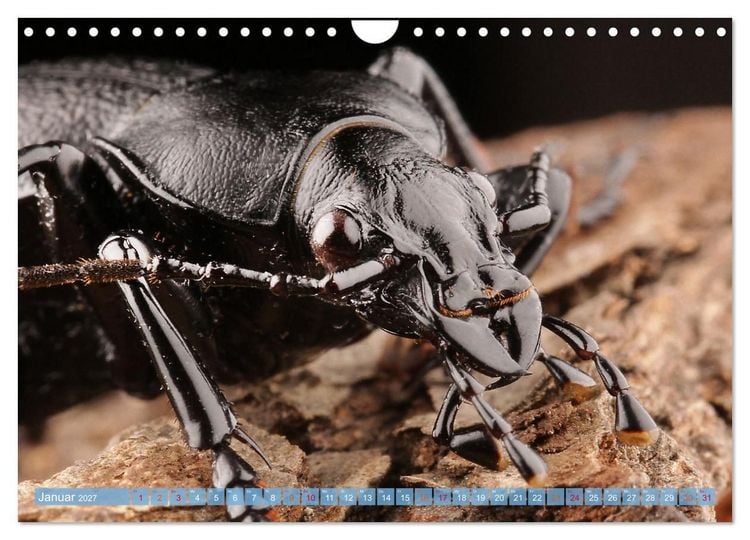 Produktbild: INSEKTENGESICHTER (Wandkalender 2027 DIN A4 quer), CALVENDO Monatskalender