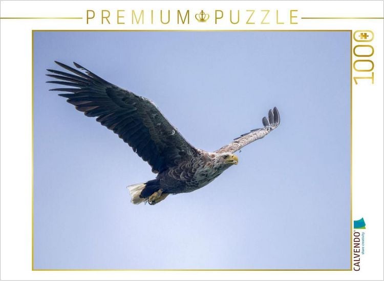 Produktbild: CALVENDO Puzzle Seeadler im Flug | 1000 Teile Lege-Gr&ouml;&szlig;e 64x48cm Foto-Puzzle f&uuml;r gl&uuml;ckliche Stunden