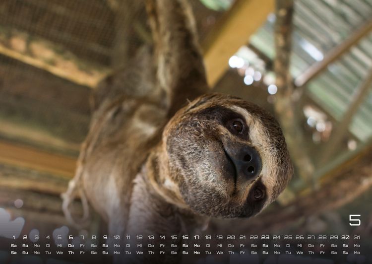 Produktbild: Faultiere &ndash; Chill mal! - 2027 - Kalender DIN A2