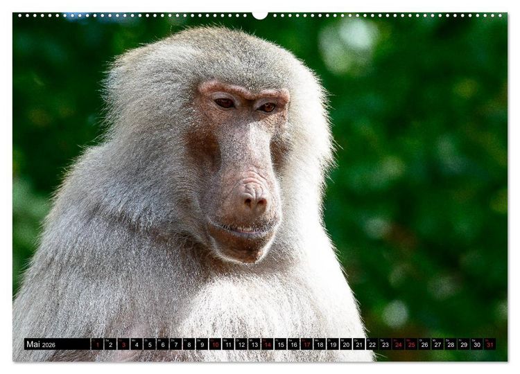 Produktbild: Afrika - Welt der Tiere (hochwertiger Premium Wandkalender 2026 DIN A2 quer), Kunstdruck in Hochglanz