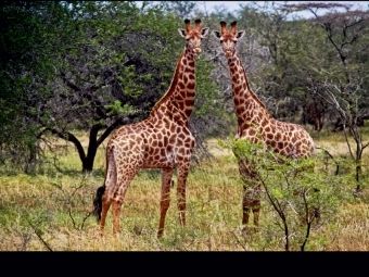Produktbild: CALVENDO Puzzle Giraffen | 1000 Teile Lege-Gr&ouml;&szlig;e 64x48cm Foto-Puzzle f&uuml;r gl&uuml;ckliche Stunden