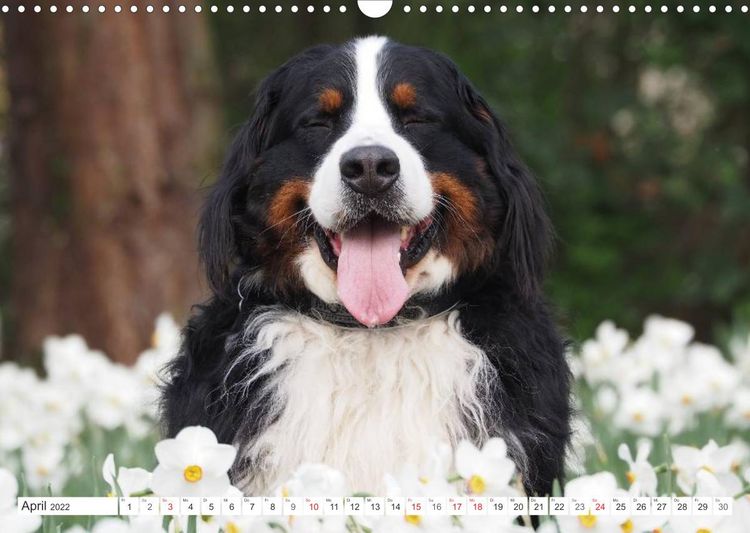 Produktbild: Tierisch nahe Berner-Portr&auml;ts (Wandkalender 2022 DIN A3 quer)