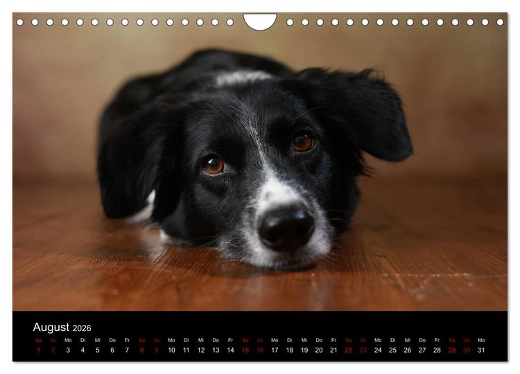 Produktbild: Charmante Australian Shepherds (Wandkalender 2026 DIN A4 quer), CALVENDO Monatskalender