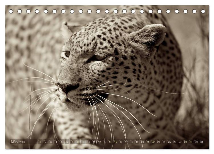 Produktbild: Botswana &ndash; Impressionen aus Afrika (Tischkalender 2026 DIN A5 quer), CALVENDO Monatskalender
