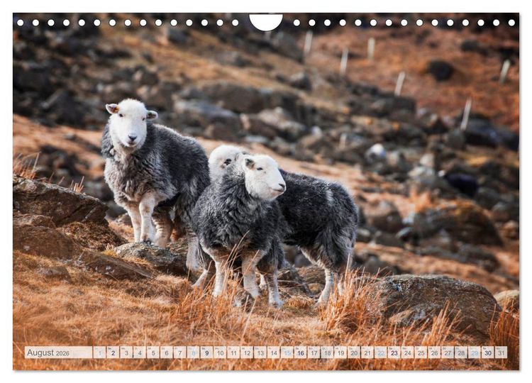 Produktbild: Schafe - Raues Wetter, weiche Wolle (Wandkalender 2026 DIN A4 quer), CALVENDO Monatskalender