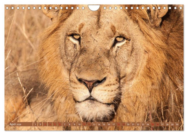 Produktbild: Uganda - im Herzen von Afrika (Wandkalender 2026 DIN A4 quer), CALVENDO Monatskalender