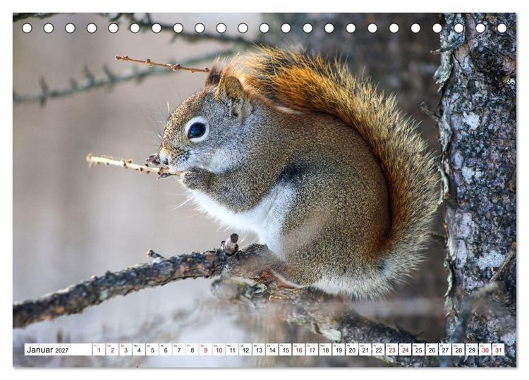 Produktbild: Eichh&ouml;rnchen - Kleine Tiere mit gro&szlig;em Charakter (Tischkalender 2027 DIN A5 quer), CALVENDO Monatskalender