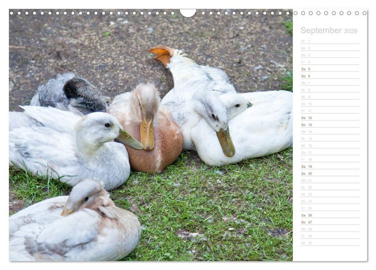 Produktbild: Laufenten - tierisch liebenswerte Zeitgenossen (Wandkalender 2026 DIN A3 quer), CALVENDO Monatskalender