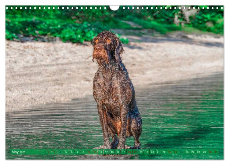 Produktbild: Pointer Power (Wall Calendar 2026 DIN A3 landscape), CALVENDO 12 Month Wall Calendar