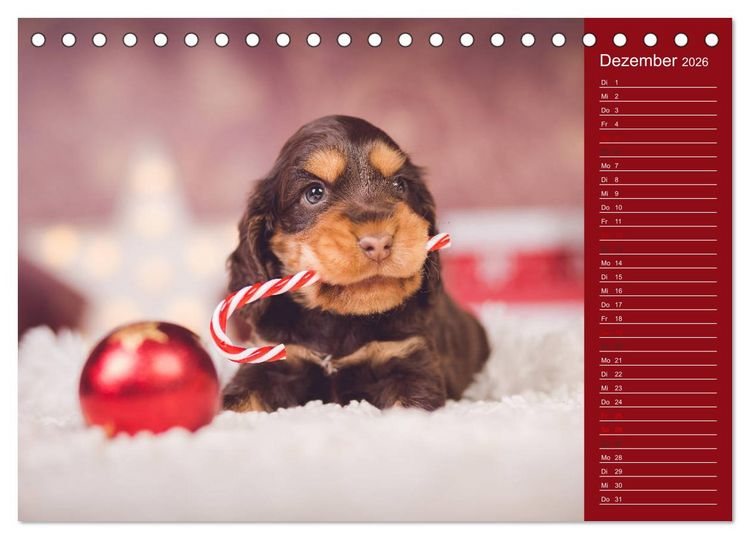 Produktbild: Englische Cocker Spaniel Welpen (Tischkalender 2026 DIN A5 quer), CALVENDO Monatskalender