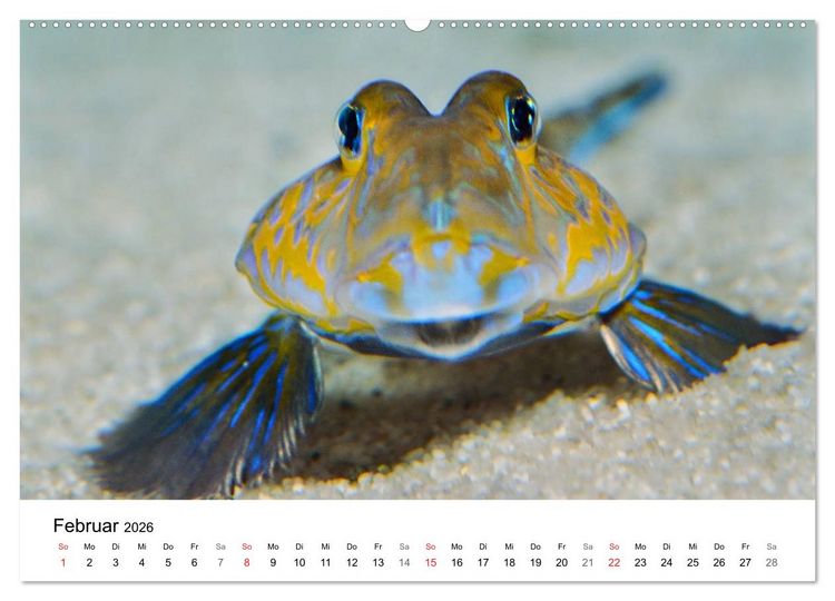 Produktbild: Fischzauber - Wundervolle Aquarienfische (hochwertiger Premium Wandkalender 2026 DIN A2 quer), Kunstdruck in Hochglanz
