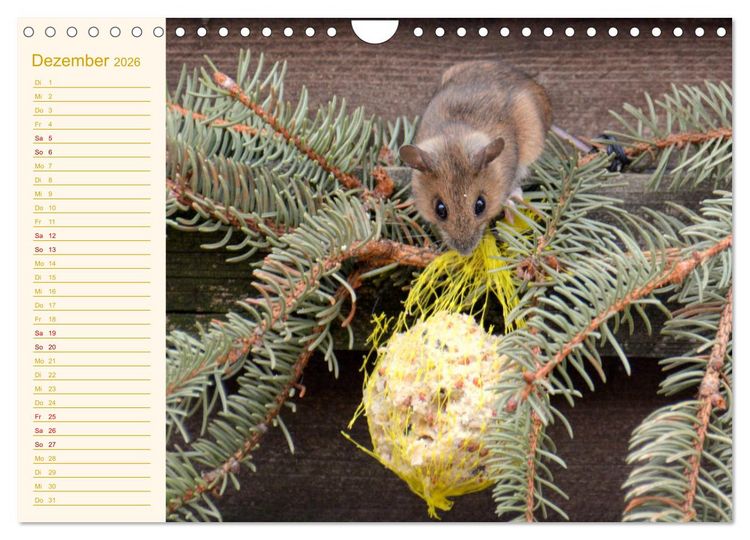 Produktbild: Gr&uuml;sse von der Maus! (Wandkalender 2026 DIN A4 quer), CALVENDO Monatskalender