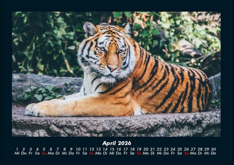 Produktbild: Tiger 2026 Fotokalender DIN A4