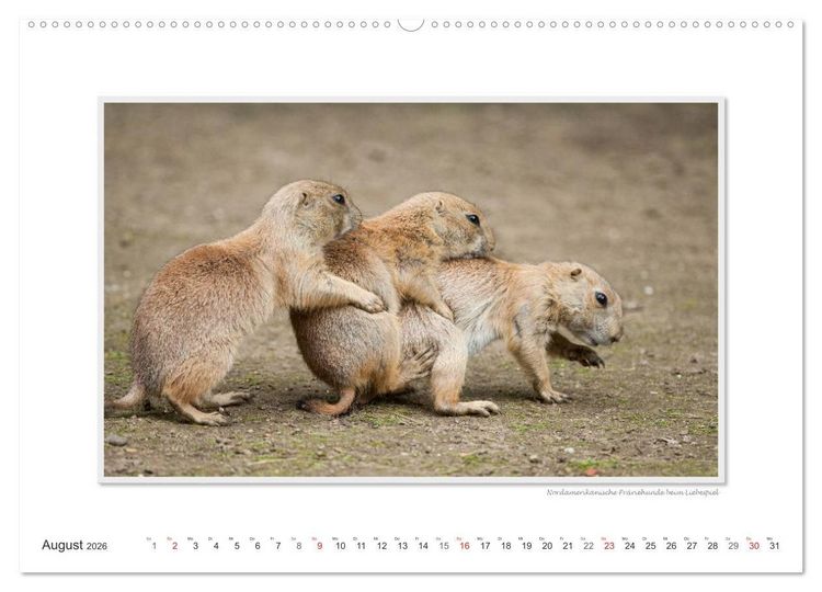 Produktbild: Emotionale Momente: Tierischer Sex. (hochwertiger Premium Wandkalender 2026 DIN A2 quer), Kunstdruck in Hochglanz
