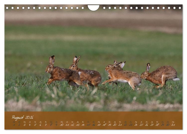 Produktbild: Feldhasen in H&ouml;chstform (Wandkalender 2026 DIN A4 quer), CALVENDO Monatskalender