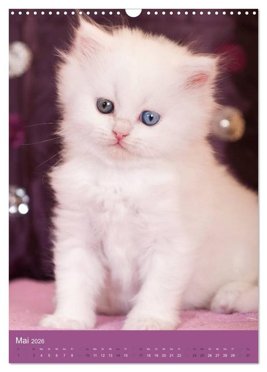 Produktbild: Britisch Langhaar Katzen (Wandkalender 2026 DIN A3 hoch), CALVENDO Monatskalender