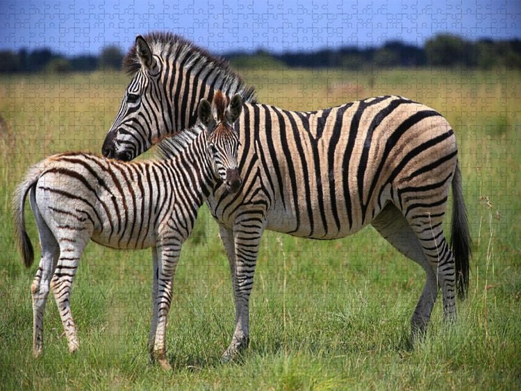 Produktbild: CALVENDO Puzzle Zebras | 1000 Teile Lege-Gr&ouml;&szlig;e 64x48cm Foto-Puzzle f&uuml;r gl&uuml;ckliche Stunden