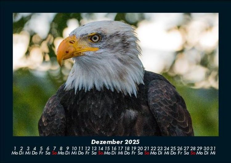 Produktbild: Welt der Tiere 2025 Fotokalender DIN A5