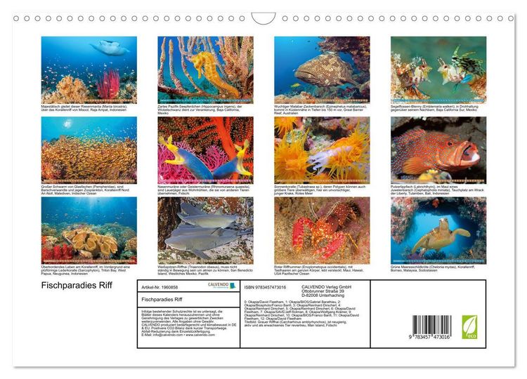 Produktbild: Fischparadies Riff (Wandkalender 2026 DIN A3 quer), CALVENDO Monatskalender