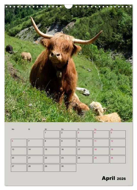 Produktbild: Kuhportraits Hornk&uuml;he (Wandkalender 2026 DIN A3 hoch), CALVENDO Monatskalender