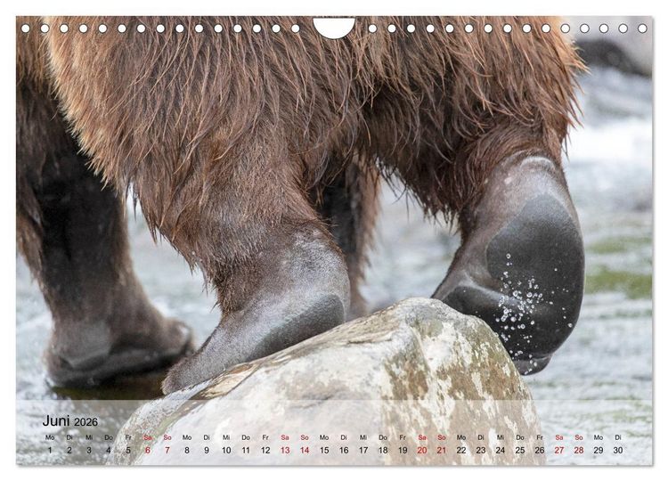 Produktbild: Aug in Aug mit den Braunb&auml;ren in Kamtschatka (Wandkalender 2026 DIN A4 quer), CALVENDO Monatskalender