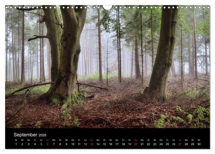 Produktbild: Waldkalender (Wandkalender 2026 DIN A3 quer), CALVENDO Monatskalender