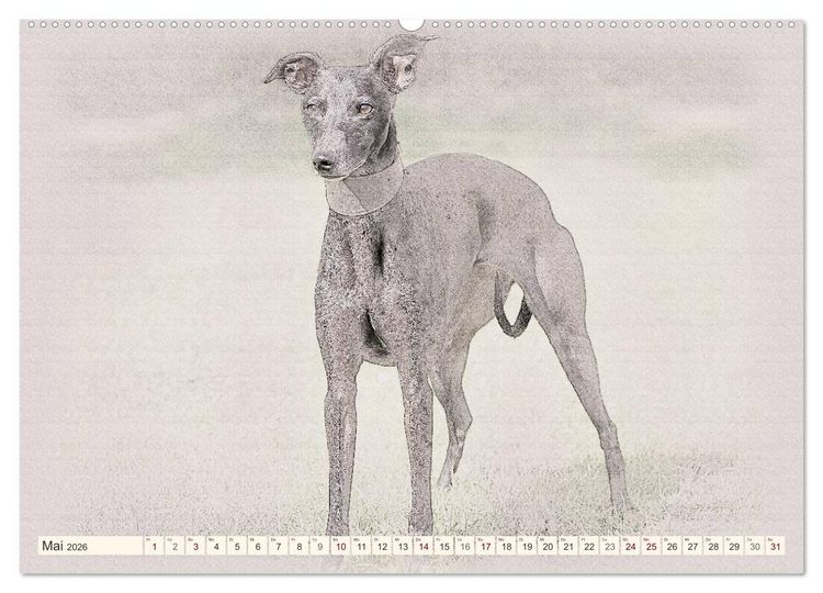 Produktbild: Whippet 2026 (Wandkalender 2026 DIN A2 quer), CALVENDO Monatskalender
