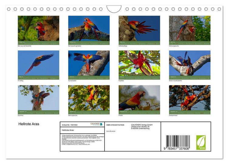 Produktbild: Hellrote Aras (Wandkalender 2026 DIN A4 quer), CALVENDO Monatskalender