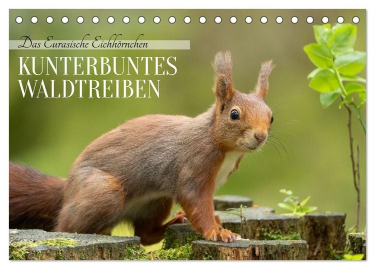 Produktbild: Das Eurasische Eichh&ouml;rnchen - Kunterbuntes Waldtreiben (Tischkalender 2026 DIN A5 quer), CALVENDO Monatskalender